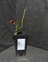 Роза чайно-гибридная Хай Меджик 